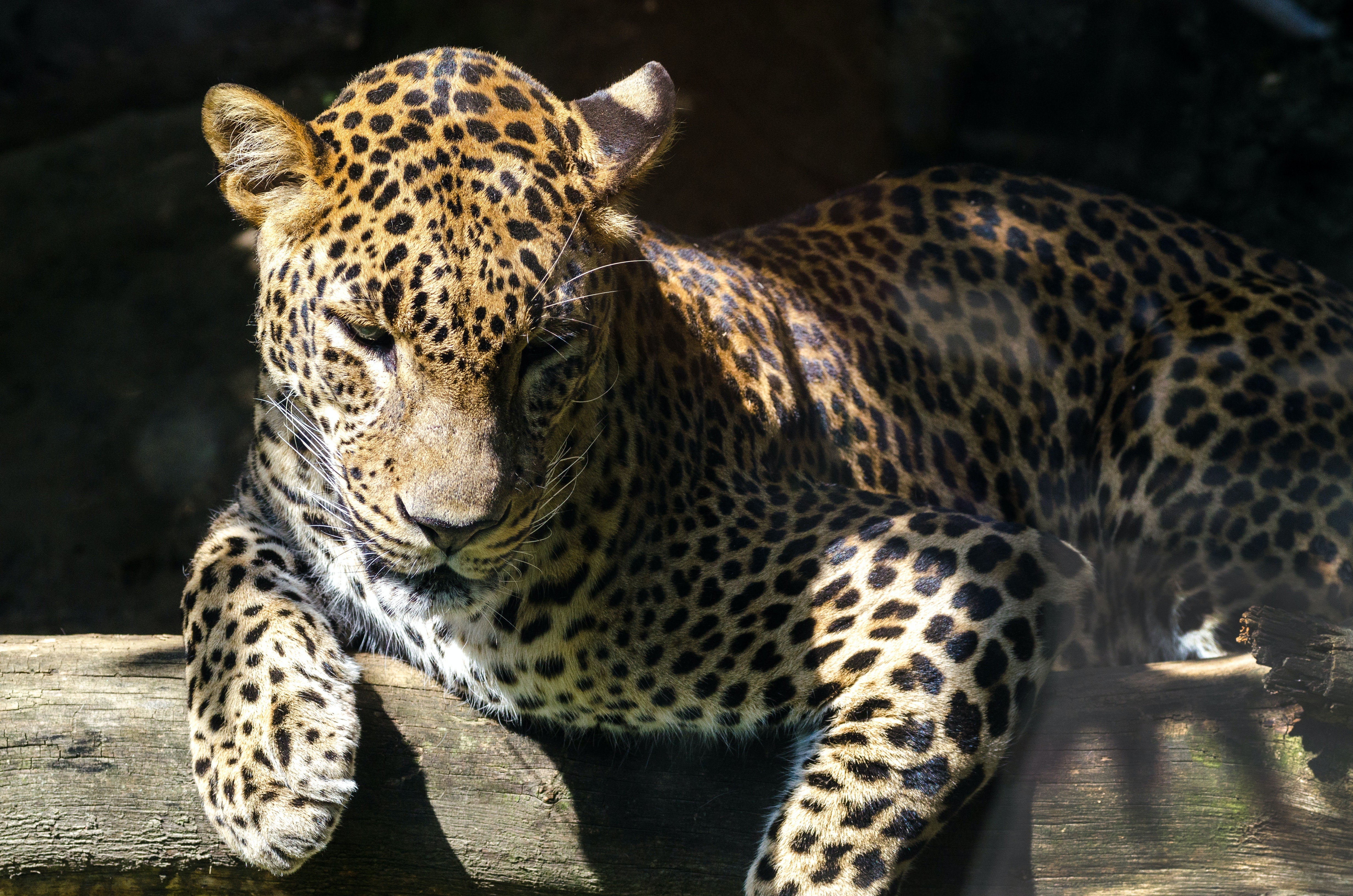 THE LEOPARD by OLLIE AND JO